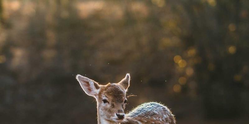 摩洛哥摄影全攻略：从马拉喀什到卡萨布兰卡，捕捉舍夫沙万蓝巷、沙漠光影与古城人文