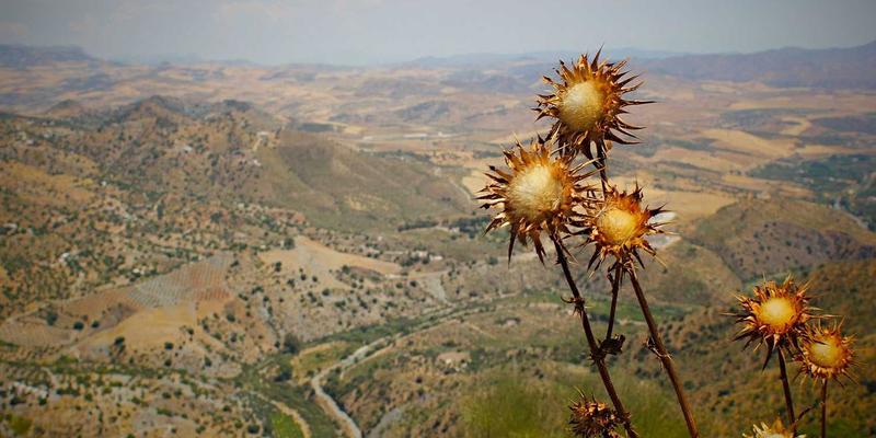 穿越非斯古城与舍夫沙万：沉浸式体验摩洛哥婚礼传统与服饰文化之旅